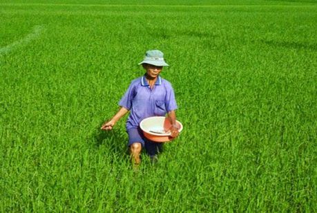 Nguyên liệu Phân Bón