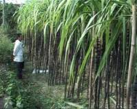 Công dụng Mật rỉ đường trong thức ăn chăn nuôi và xử lý nước